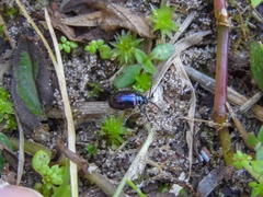 Alticina