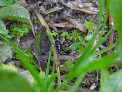 Alticina