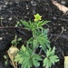 Bristly Crowfoot - Photo (c) Matthew Thompson, some rights reserved (CC BY-NC), uploaded by Matthew Thompson