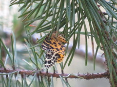 Arichanna melanaria