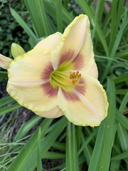 Hemerocallis