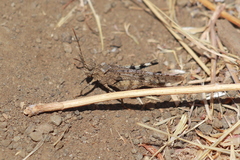 Trimerotropis occidentiloides
