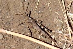 Trimerotropis occidentiloides