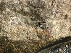 Phimenes flavopictus formosanus