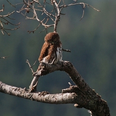 Northern Pygmy-Owl photo 3