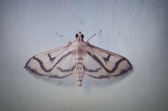 Perisyntrocha ossealis