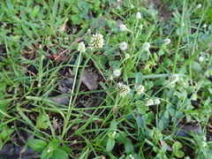 Cyperus sesquiflorus sesquiflorus