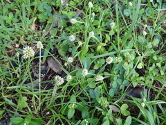 Cyperus sesquiflorus sesquiflorus
