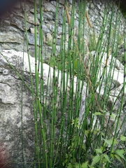 Equisetum × moorei