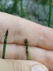 Equisetum × moorei