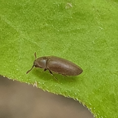 Trixagus dermestoides