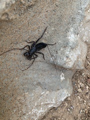 Mastigoproctus tohono
