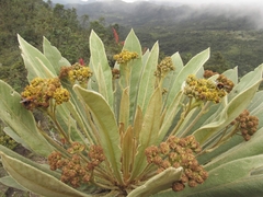 Espeletia corymbosa