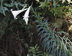 Lilium philippinense