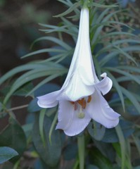 Lilium philippinense