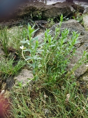 Gratiola officinalis