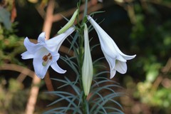 Lilium philippinense