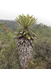 Espeletia corymbosa