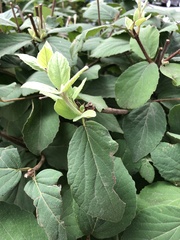 Viburnum carlesii