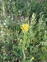 Erysimum marschallianum