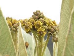 Espeletia corymbosa