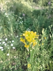 Erysimum marschallianum