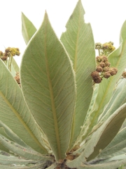 Espeletia corymbosa