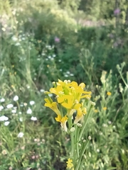 Erysimum marschallianum