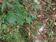 Streptocarpus polyanthus