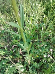 Erysimum marschallianum