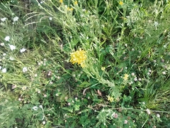 Erysimum marschallianum