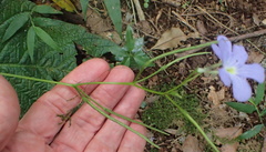 Streptocarpus polyanthus