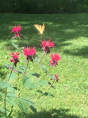 Papilio canadensis × glaucus