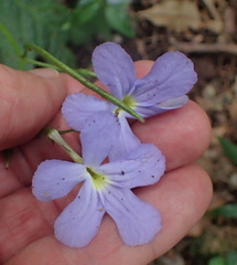 Streptocarpus polyanthus
