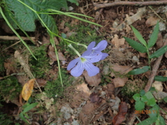 Streptocarpus polyanthus