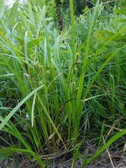 Carex frankii