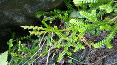 Selaginella helvetica