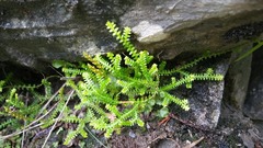 Selaginella helvetica
