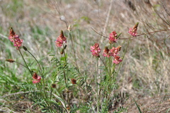Onobrychis arenaria