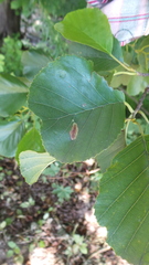 Phyllonorycter stettinensis