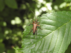 Stenocorus meridianus