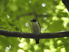 Ficedula albicollis