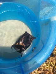 Rostroraja eglanteria