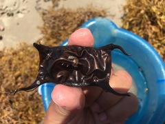 Rostroraja eglanteria