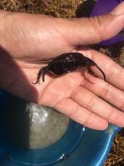 Rostroraja eglanteria