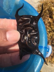 Rostroraja eglanteria