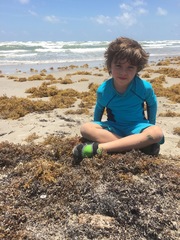 Rostroraja eglanteria