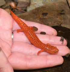 Pseudotriton ruber schencki