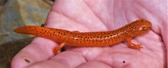 Pseudotriton ruber schencki