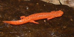 Pseudotriton ruber schencki